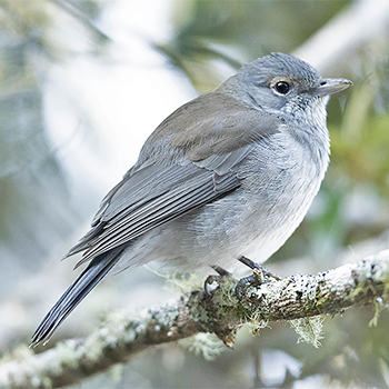 Grey Shrikethrush