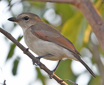 Grey Whistler