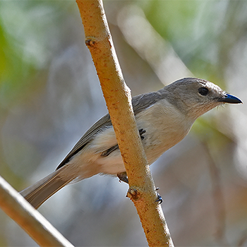 Grey Whistler