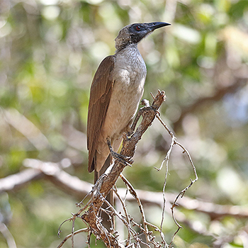 Helmeted Friarbird
