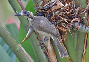 Helmeted (Hornbill) Friarbird
