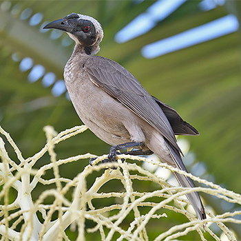 Helmeted Friarbird