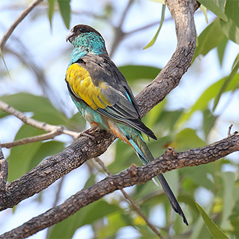 Hooded Parrot