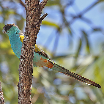 Hooded Parrot