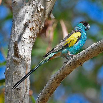 Hooded Parrot