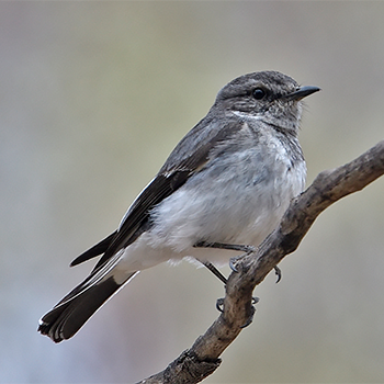 Hooded Robin