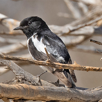 Hooded Robin