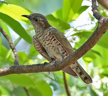 Horsfield's Bronze-cuckoo