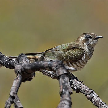 Horsfield's Bronze Cuckoo