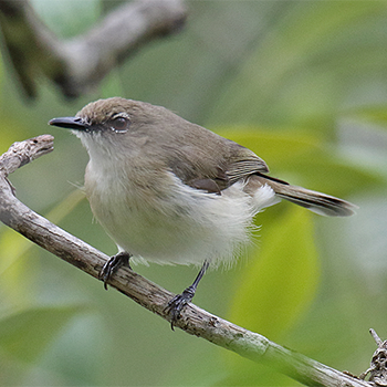 Large-billed Gerygone