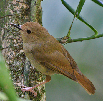 Large-billed Scrubwren