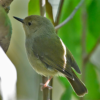 Large-billed Scrubwren