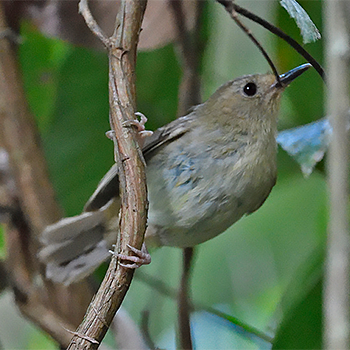 Large-billed Scrubwren