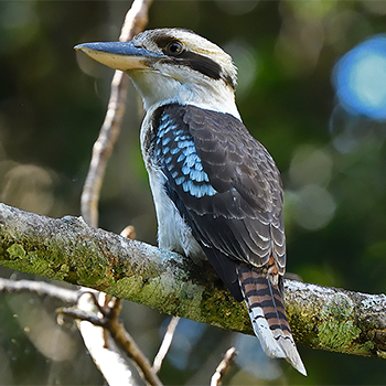 Laughing Kookaburra