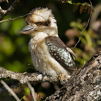 Laughing Kookaburra