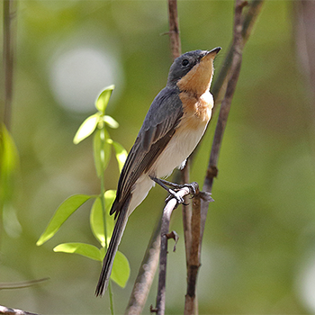 Leaden Flycatcher