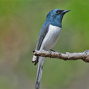Leaden Flycatcher