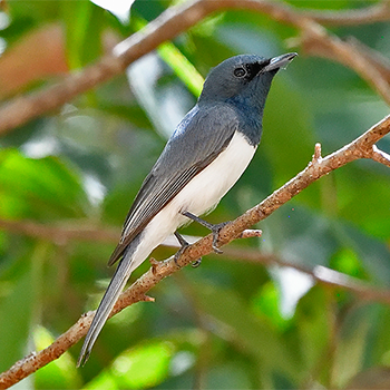 Leaden Flycatcher