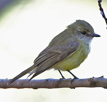 Lemon-bellied Flyrobin