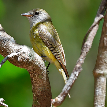 Lemon-bellied Flyrobin