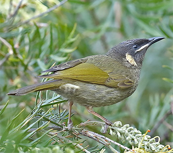 Lewin's Honeyeater