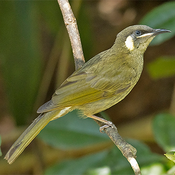 Lewin's Honeyeater
