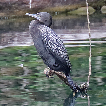 Little Black Cormorant