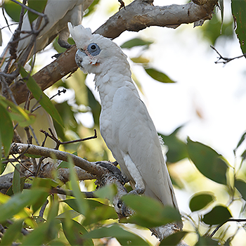 Little Corella