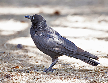Little Crow
