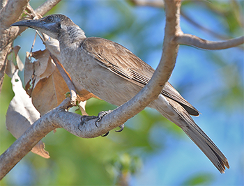 Little Friarbird