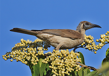 Little Friarbird