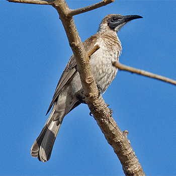 Little Friarbird