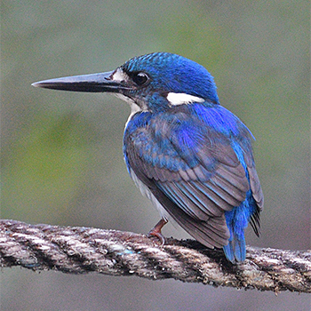 Little Kingfisher
