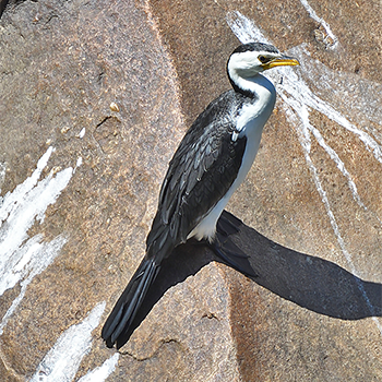Little Pied Cormorant