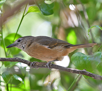 Little Shrikethrush