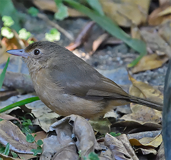 Little Shrikethrush