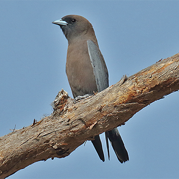 Little Woodswallow