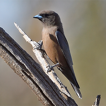 Little Woodswallow