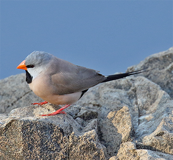 Long-tailed Finch