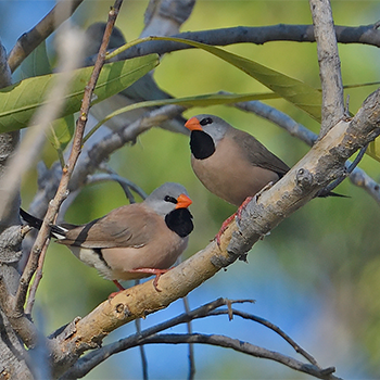 Long-tailed Finches