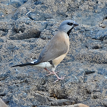 Long-tailed Finch