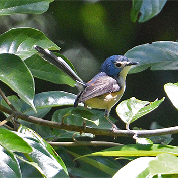 Lovely Fairywren