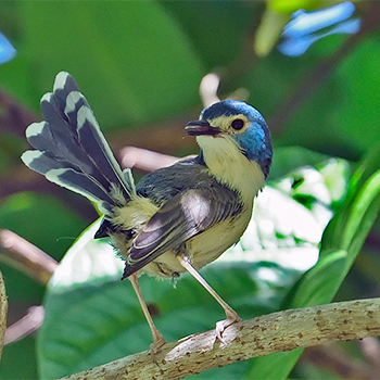 Lovely Fairywren