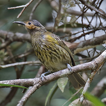 Macleay's Honeyeater