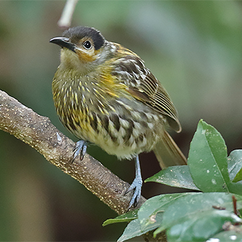 Macleay's Honeyeater