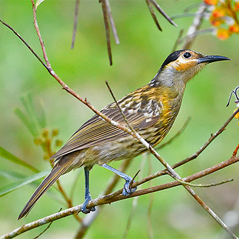 Macleay's Honeyeater