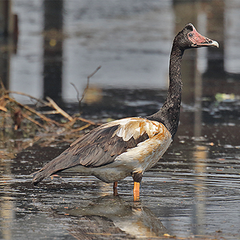 Magpie Goose