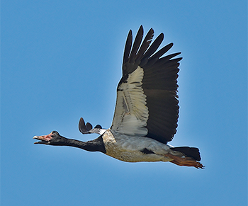 Magpie Goose