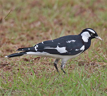 Magpie-lark