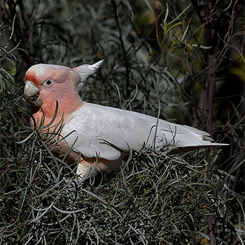 Major Mitchell's Cockatoo